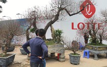 Đào “khủng” cho thuê Tết Nguyên đán 2019 giá trăm triệu đồng