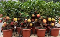 "Phù phép" dâm bụt thành táo cảnh, người dân khóc thét dịp Tết