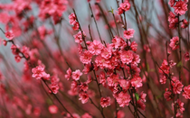 Tết về, hoài niệm ấu thơ