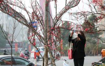 5 bước truy xuất nguồn gốc cây đào, cây mai