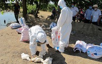 Dịch cúm gia cầm H5N6 có khả năng lây sang người: Cần làm ngay điều này để phòng tránh