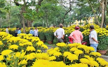 Mách bạn chọn hoa ngày Tết chuẩn, tươi lâu, màu bền đẹp