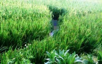 Hải Phòng: Một người dân tử vong bất thường khi đi đánh cá bằng kích điện