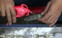 Một cơ sở 2 lần bị bắt quả tang khi đang bơm tạp chất vào tôm chết