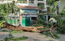 Cây phượng trong sân trường bật gốc khiến nhiều học sinh bị thương, một em tử vong