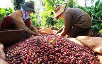 Thị trường nông sản tuần qua: Cà phê và hồ tiêu đồng loạt giảm