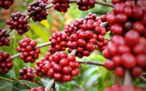 Thị trường nông sản tuần qua: Giá cà phê và hồ tiêu biến động nhẹ