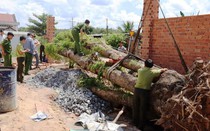 Cây gỗ quý giáng hương 100 năm tuổi bị bứng trộm, người thu mua có bị xử lý?