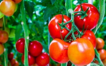 Tác dụng kép của quả cà chua: Chữa ung thư vú và làm đẹp