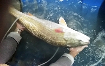 Clip: Ngư dân bắt được cá "lạ" nghi cá sủ vàng quý hiếm trên đầm Cầu Hai