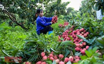 Truy xuất nguồn gốc nông sản: Làm sao để vài cú nhấp có thể hoàn thành?