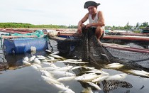 Xót xa gần 100 tấn cá nuôi lồng bè chết chưa rõ nguyên nhân