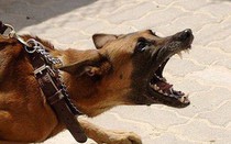 Một bé trai 7 tuổi ở Nghệ An tử vong nghi chó dại cắn