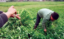 Hà thành kim cổ ký: Rau muống thời bao cấp