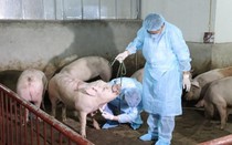Cảnh báo nguy cơ Dịch tả lợn châu Phi tái bùng phát trên diện rộng