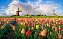 Clip: Quy trình sản xuất củ giống hoa tulip Hà Lan