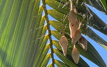 Người phụ nữ phát hiện 6 chiếc túi lạ trên cây cọ và sự thật phía sau