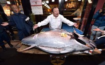 Con cá nặng 278 kg giá 72 tỷ đồng, người đàn ông vẫn xuống tiền mua