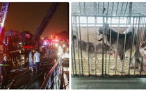 Vụ cháy chung cư Carina Plaza: Chú chó thông minh cứu gia đình chủ thoát chết
