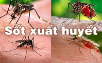 Trên 80.000 trường hợp mắc sốt xuất huyết, Bộ trưởng bộ Y tế đề nghị quyết liệt phòng, chống dịch