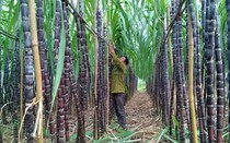 Mía đường Sơn La hoàn thành gần 90% kế hoạch lợi nhuận sau 1 quý