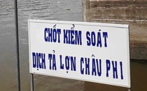 Cà Mau lập chốt kiểm dịch đường bộ, đường thủy ngăn chặn dịch tả lợn châu Phi
