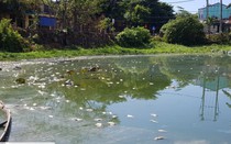 Cá chết trắng hồ Xã Tắc, mùi hôi thối tấn công khu dân cư