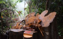 Quảng Nam: "Nóng" chuyện giữ rừng, "máu" đại ngàn vẫn chảy