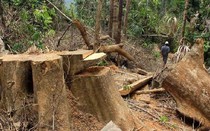 Quảng Nam: Kỷ luật 1 chủ tịch xã buông lỏng bảo vệ rừng