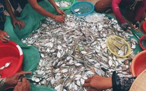 Kiếm bộn tiền với "đặc sản" kéo cá sau bão