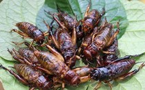 Bé trai sốc phản vệ sau khi ăn dế chiên giòn, bài học đắt giá về chăm sóc con cái