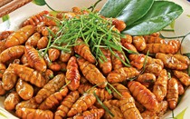 4 điều tối kỵ khi ăn nhộng tằm để không bị ngộ độc