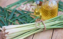 7 lợi ích tuyệt vời từ cây sả