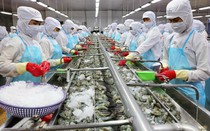Giá tôm xuất khẩu dự báo tăng dịp Giáng sinh và Tết Nguyên đán