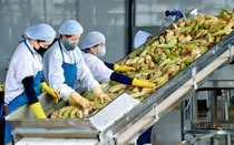 Đẩy mạnh xuất khẩu sản phẩm nông sản giá trị cao, đã qua chế biến