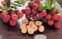 Giám đốc Sở NN-PTNT Bắc Giang: Cần thời gian để đánh giá giống vải không hạt