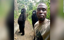 Khỉ đột làm dáng chụp ảnh nổi tiếng khắp mạng xã hội qua đời