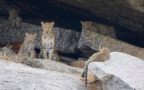 Kỳ lạ thị trấn cổ nơi con người sống hòa thuận cùng báo hoa mai