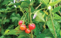Loài cây mọc hoang nay “lên đời” thành cây dược liệu giúp người trồng kiếm hàng trăm triệu