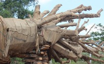 CSGT tỉnh Đắk Lắk: "Không phát hiện xe chở cây siêu khủng đi trên Quốc lộ 26"