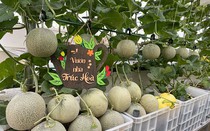 Mãn nhãn vườn dưa lưới xanh um, trĩu quả trên sân thượng ở Đà Nẵng