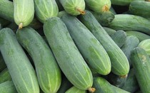 5 dấu hiệu giúp chị em nhận biết dưa chuột có tẩm hóa chất