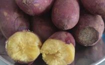 Luộc khoai lang không cần nước, cho lá này vào khoai chín bở,thơm lừng