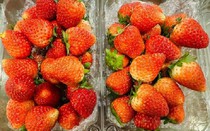 Dâu tây Sơn La "hút khách" Thủ đô