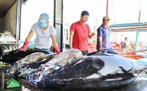 Khánh Hòa: Xuất khẩu cá ngừ gặp khó khăn khiến giá thu mua giảm