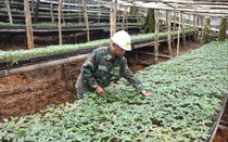 Đưa ngành dược liệu phát triển xứng với tiềm năng