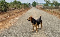Cả nhà bị chó cắn, trong đó một trẻ 6 tuổi tử vong