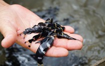 Loài cá quý hiếm ở Việt Nam suýt tuyệt chủng nay được nuôi thành công, giá gần nửa triệu/kg