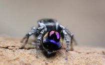 Độc đáo loài nhện bảy sắc cầu vồng