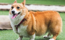 Clip: Khoảnh khắc đáng yêu khi chó Corgi cố gắng uống nước từ vòi phun